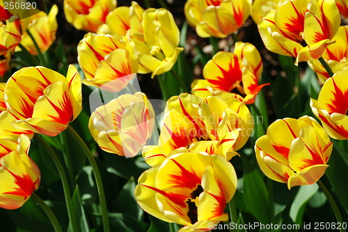 Image of Tulips in my head