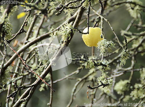 Image of last apple
