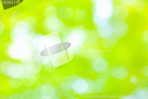 Image of Sunny abstract green nature background, selective focus