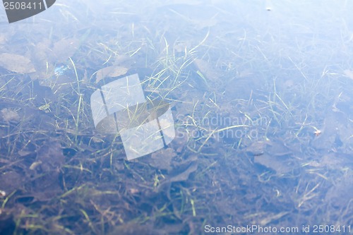 Image of grass and plants submerged in clear water