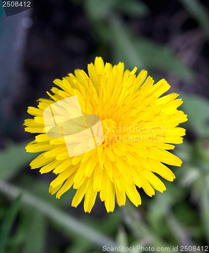 Image of Dandelion Flower