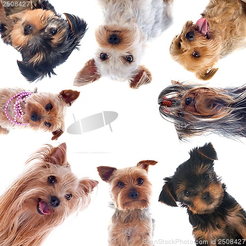 Image of yorkshire terriers
