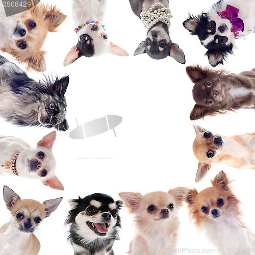 Image of group of chihuahuas