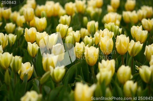 Image of many yellow tulips