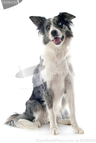 Image of border collie