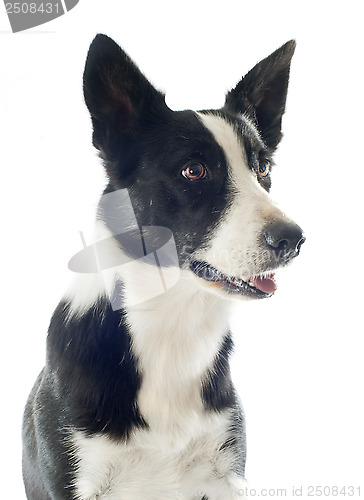 Image of border collie