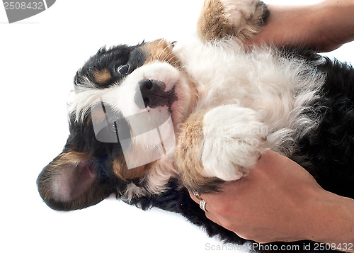 Image of puppy bernese moutain dog