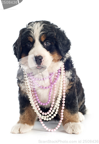 Image of puppy bernese moutain dog