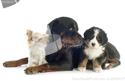 Image of three dogs