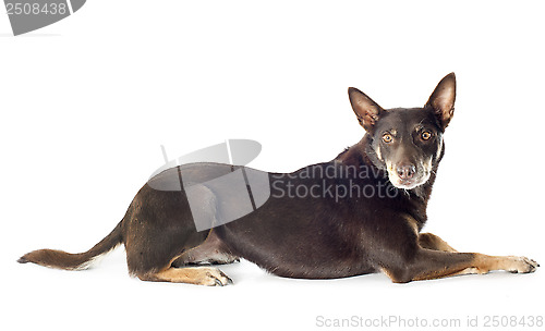 Image of australian cattle dog