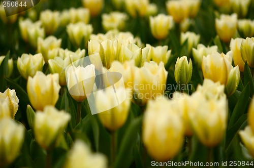 Image of many yellow tulips