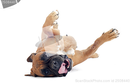 Image of rolling boxer