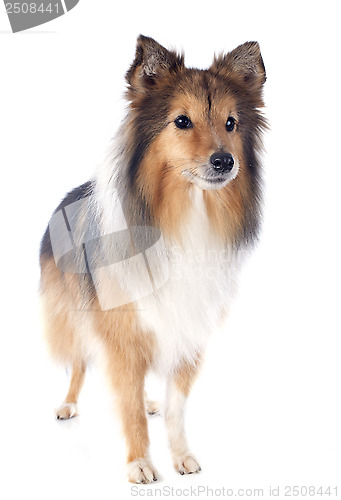 Image of shetland dog