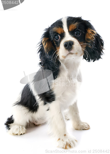 Image of cavalier king charles