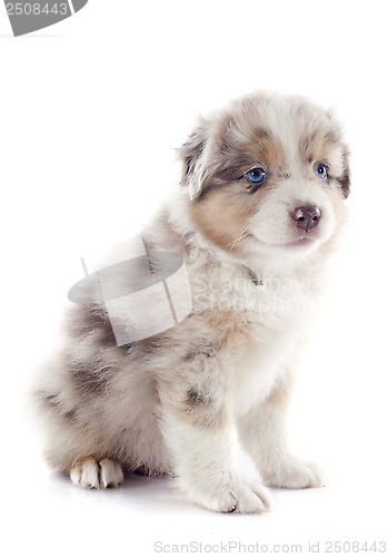 Image of puppy australian shepherd