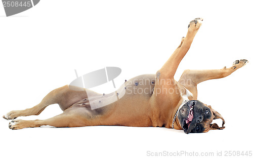 Image of rolling boxer