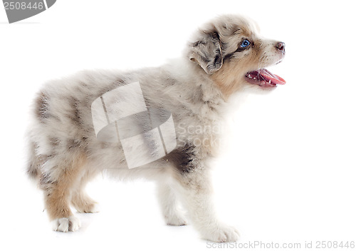 Image of puppy australian shepherd