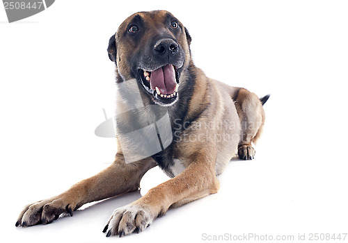 Image of malinois