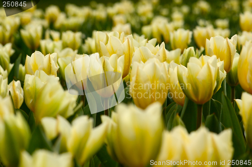 Image of many yellow tulips