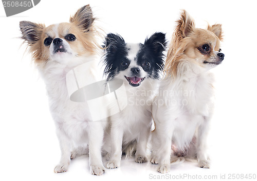 Image of chihuahuas