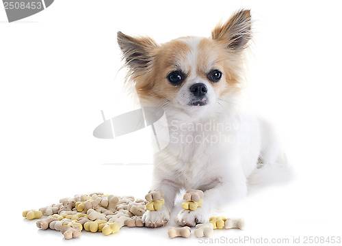 Image of chihuahua and dog food