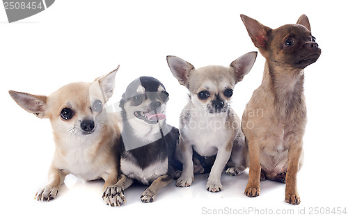 Image of chihuahuas