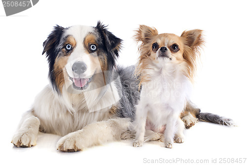 Image of australian shepherd and chihuahua