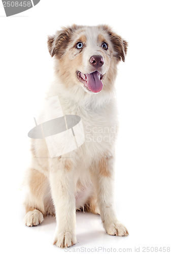 Image of puppy australian shepherd