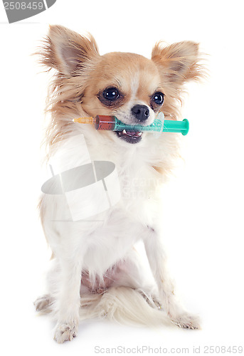 Image of chihuahua and syringe