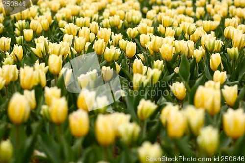 Image of many yellow tulips