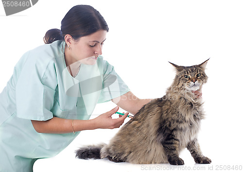 Image of maine coon and vet