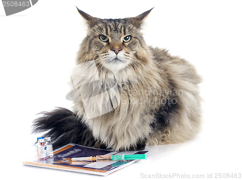 Image of maine coon and syringe