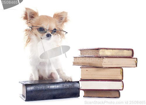 Image of chihuahua and books