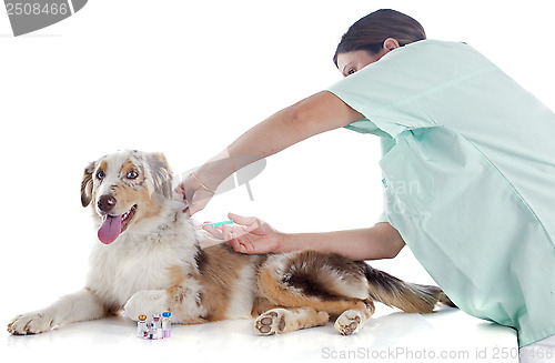 Image of australian shepherd and vet