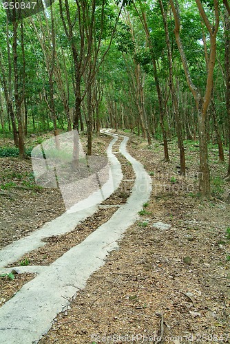 Image of Road through a rubber plantation