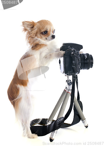 Image of chihuahua and camera