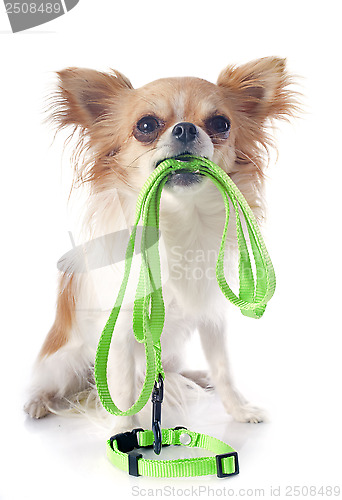 Image of chihuahua and leash