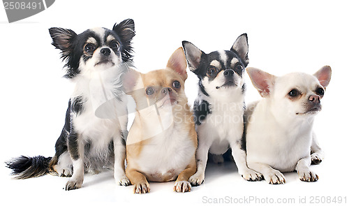 Image of chihuahuas