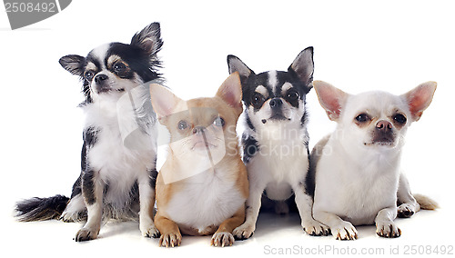 Image of chihuahuas