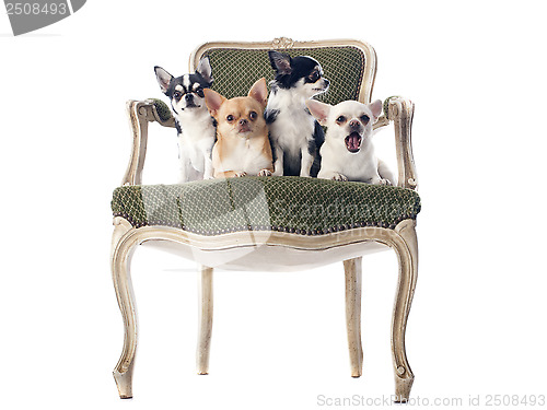 Image of antique chair and chihuahuas