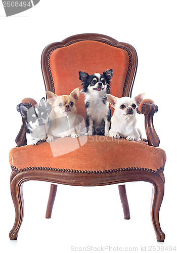 Image of antique chair and chihuahuas