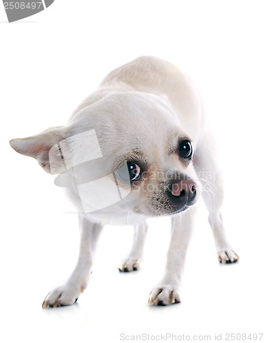 Image of afraid chihuahua