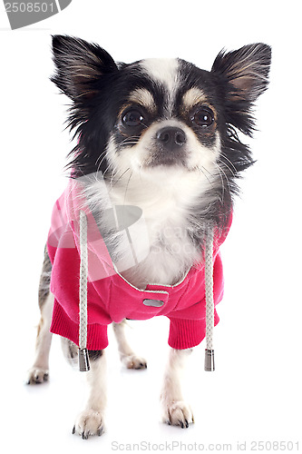 Image of dressed chihuahua