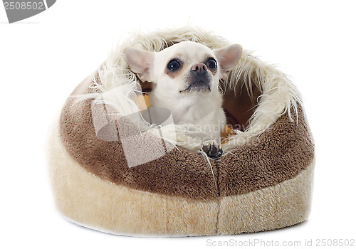 Image of chihuahua in  cushion