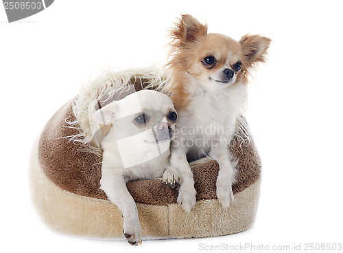 Image of chihuahua in dog bed