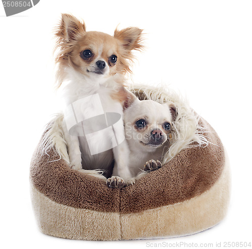 Image of chihuahuas in dog bed