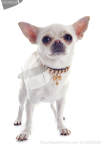 Image of chihuahua and collar