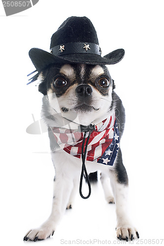 Image of american chihuahua