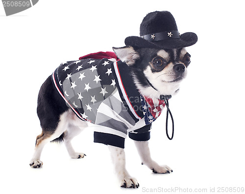 Image of american chihuahua