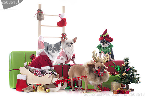 Image of christmas chihuahuas